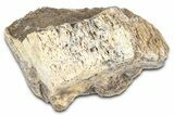 Fossil Tyrannosaur (T rex) Skull Section - Wyoming #382675-1